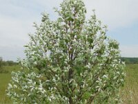 Sorbus aria 31, Meelbes, Saxifraga-Ed Stikvoort