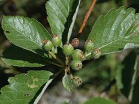 Sorbus aria 4, Meelbes, Saxifraga-Marijke Verhagen