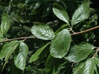 Sorbus aria 5, Meelbes, Saxifraga-Marijke Verhagen