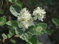 Sorbus aria 6, Meelbes, Saxifraga-Jan van der Straaten