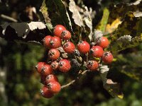 Sorbus aria 7, Meelbes, Saxifraga-Jan van der Straaten