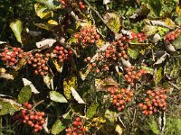 Sorbus aria 8, Meelbes, Saxifraga-Jan van der Straaten