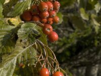 Sorbus aria 9, Meelbes, Saxifraga-Jan van der Straaten