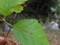 Sorbus mougeotii 2, Saxifraga-Rutger Barendse