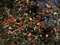 Sorbus mougeotii 3, Saxifraga-Jan van der Straaten