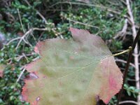 Sorbus torminalis 2, Elsbes, Saxifraga-Rutger Barendse