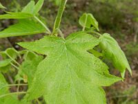 Sorbus torminalis 4, Elsbes, Saxifraga-Rutger Barendse