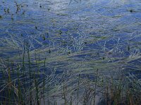 Sparganium angustifolium 13, Drijvende egelskop, Saxifraga-Hans Boll