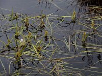 Sparganium angustifolium 19, Drijvende egelskop, Saxifraga-Ed Stikvoort