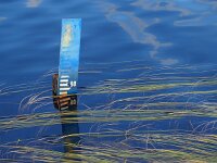Sparganium angustifolium 23, Drijvende egelskop, Saxifraga-Hans Dekker