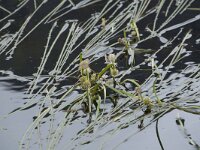 Sparganium angustifolium 24, Drijvende egelskop, Saxifraga-Willem van Kruijsbergen