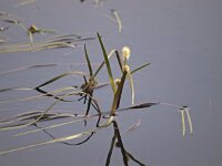 Sparganium angustifolium 6, Drijvende egelskop, Saxifraga-Hans Dekker