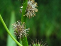 Sparganium erectum 12, Grote egelskop, Saxifraga-Ed Stikvoort