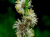 Sparganium erectum 13, Grote egelskop, Saxifraga-Ed Stikvoort
