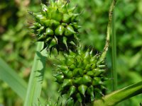Sparganium erectum 14, Grote egelskop, Saxifraga-Ed Stikvoort