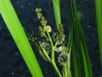 Sparganium erectum 15, Grote egelskop, Saxifraga-Ed Stikvoort