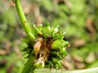 Sparganium erectum 16, Grote egelskop, Saxifraga-Rutger Barendse