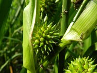 Sparganium erectum 17, Grote egelskop, Saxifraga-Rutger Barendse