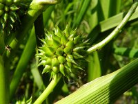 Sparganium erectum 18, Grote egelskop, Saxifraga-Rutger Barendse