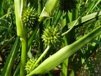 Sparganium erectum 19, Grote egelskop, Saxifraga-Rutger Barendse