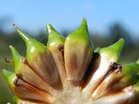 Sparganium erectum 20, Grote egelskop, Saxifraga-Rutger Barendse