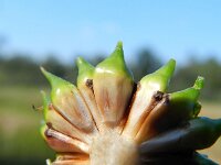 Sparganium erectum 21, Grote egelskop, Saxifraga-Rutger Barendse