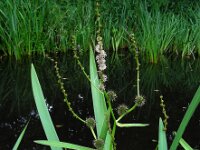 Sparganium erectum 22, Grote egelskop, Saxifraga-Ed Stikvoort