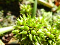 Sparganium erectum 23, Grote egelskop, Saxifraga-Rutger Barendse