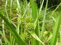 Sparganium erectum 25, Grote egelskop, Saxifraga-Rutger Barendse