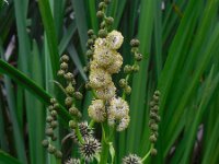 Sparganium erectum 26, Grote egelskop, Saxifraga-Ed Stikvoort