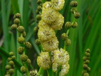 Sparganium erectum 27, Grote egelskop, Saxifraga-Ed Stikvoort