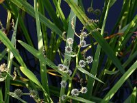 Sparganium erectum 3, Grote egelskop, Saxifraga-Hans Boll