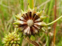 Sparganium erectum 32, Grote egelskop, Saxifraga-Rutger Barendse