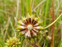 Sparganium erectum 33, Grote egelskop, Saxifraga-Rutger Barendse