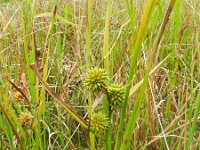 Sparganium erectum 34, Grote egelskop, Saxifraga-Rutger Barendse