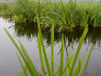 Sparganium erectum 35, Grote egelskop, Saxifraga-Ed Stikvoort