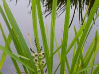 Sparganium erectum 36, Grote egelskop, Saxifraga-Ed Stikvoort