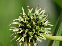 Sparganium erectum 39, Grote egelskop, Saxifraga-Sonja Bouwman