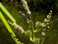 Sparganium erectum 4, Grote egelskop, Saxifraga-Jan van der Straaten