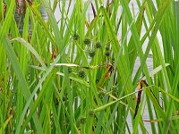 Sparganium erectum 40, Grote egelskop, Saxifraga-Hans Grotenhuis