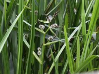 Sparganium erectum 5, Grote egelskop, Saxifraga-Peter Meininger