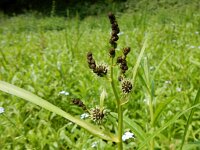 Sparganium erectum 6, Grote egelskop, Saxifraga-Peter Meininger