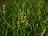 Sparganium erectum 8, Grote egelskop, Saxifraga-Hans Boll