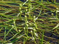 Sparganium hyperboreum 2, Saxifraga-Hans Grotenhuis
