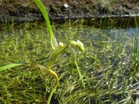 Sparganium hyperboreum 3, Saxifraga-Hans Grotenhuis