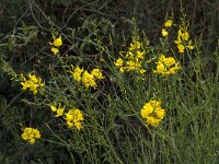 Spartium junceum 13, Spaanse brem, Saxifraga-Willem van Kruijsbergen