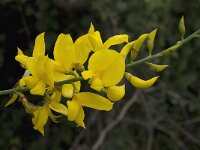 Spartium junceum 14, Spaanse brem, Saxifraga-Willem van Kruijsbergen
