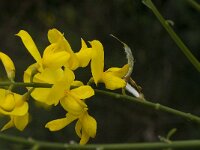 Spartium junceum 16, Spaanse brem, Saxifraga-Jan van der Straaten