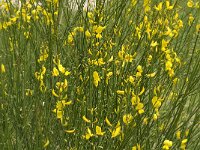 Spartium junceum 18, Spaanse brem, Saxifraga-Jan van der Straaten