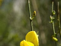 Spartium junceum 19, Spaanse brem, Saxifraga-Jan van der Straaten